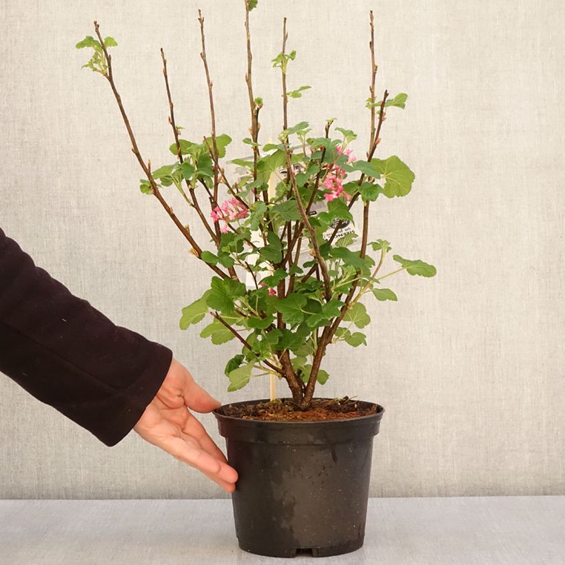 Exemplar von Blut-Johannisbeere Red Bross - Ribes sanguineum Topf mit 2L/3L wie im Frühjahr geliefert