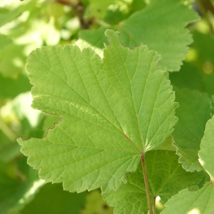 Weiße Johannisbeere Blanka Bio (Laub)