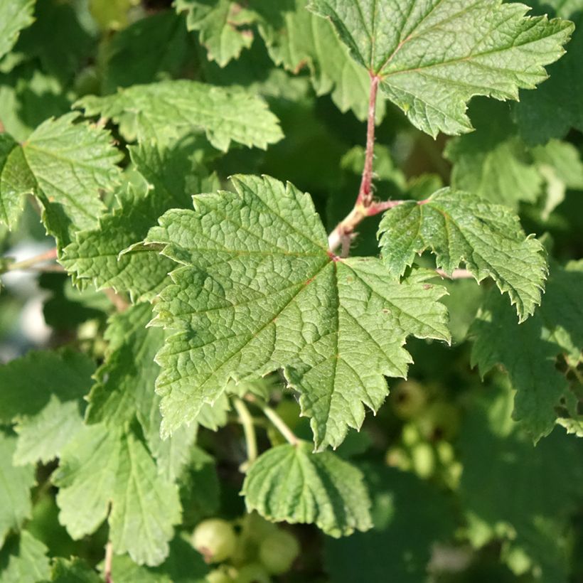 Rote Johannisbeere Weiße aus Jüterbog (Laub)