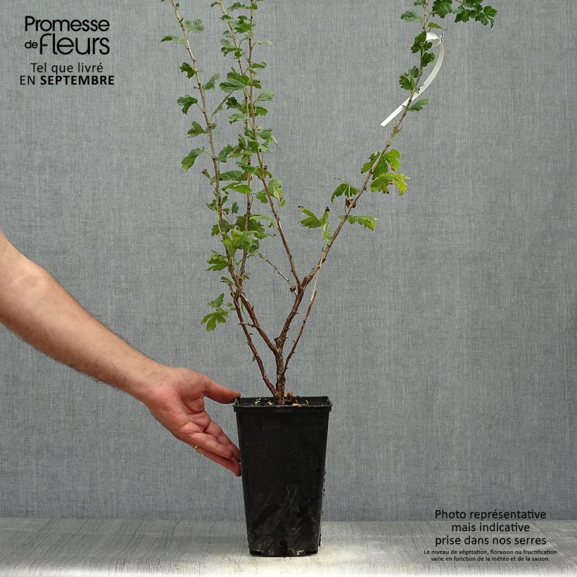 Exemplar von Stachelbeere Freedonia Topf mit 1,5L/2L wie im Herbst geliefert