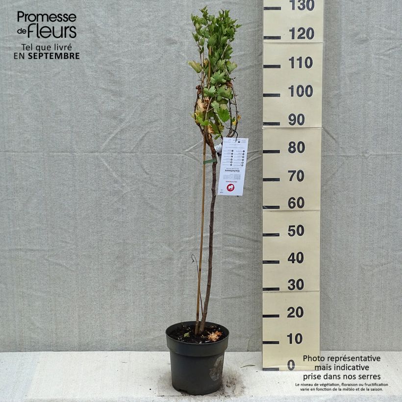 Exemplar von Stachelbeere Mucurines Topf mit 6L/7L wie im Herbst geliefert