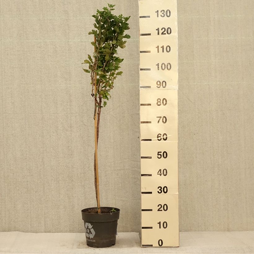 Exemplar von Rote Stachelbeere Crispa Darling Topf mit 6L/7L wie im Herbst geliefert