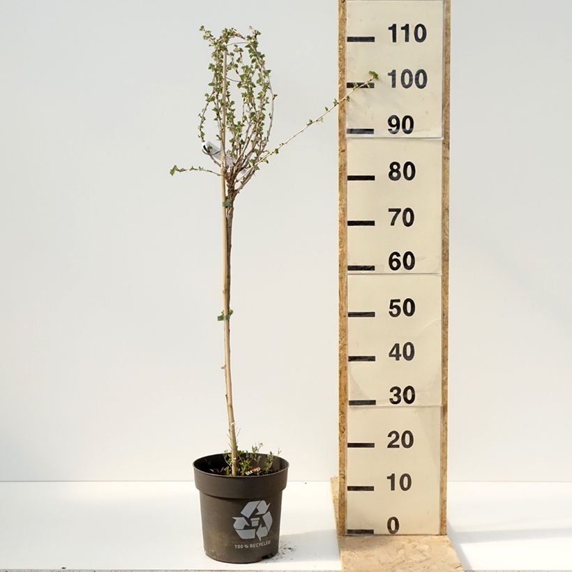 Exemplar von Rote Stachelbeere Crispa Darling Topf mit 6L/7LGelieferte Höhe ca. 60/80cm wie im Frühjahr geliefert