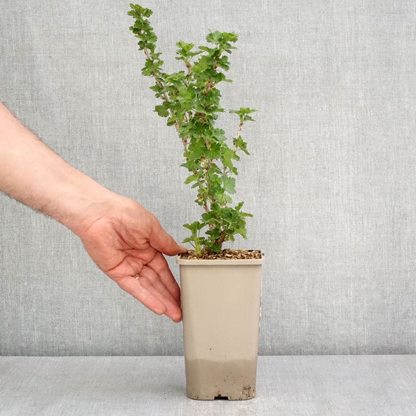 Exemplar von Stachelbeere - Ribes uva-crispa Topf mit 1,5L/2L, Strauch/Busch, mehrstämmigGelieferte Höhe ca. 30/40cm wie im Frühjahr geliefert