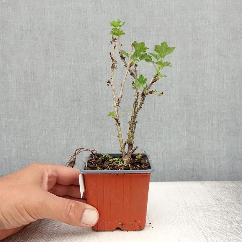 Exemplar von Stachelbeere Hinnönmaki Röd Kleine Töpfe von 8/9 cm wie im Sommer geliefert