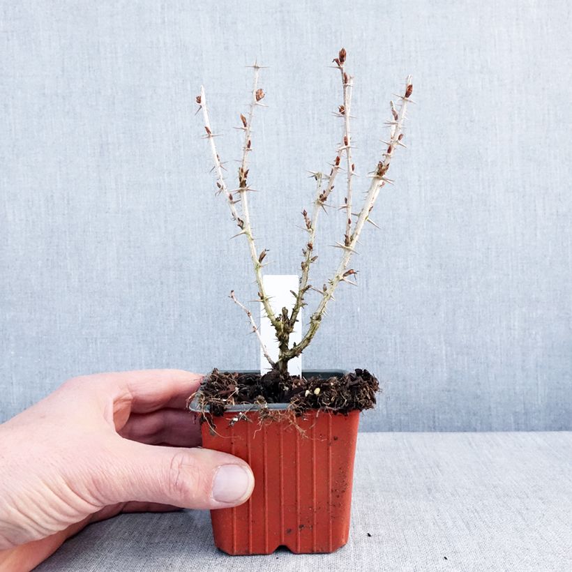 Exemplar von Stachelbeere Hinnonmäki Grün Kleine Töpfe von 8/9 cm wie im Winter geliefert