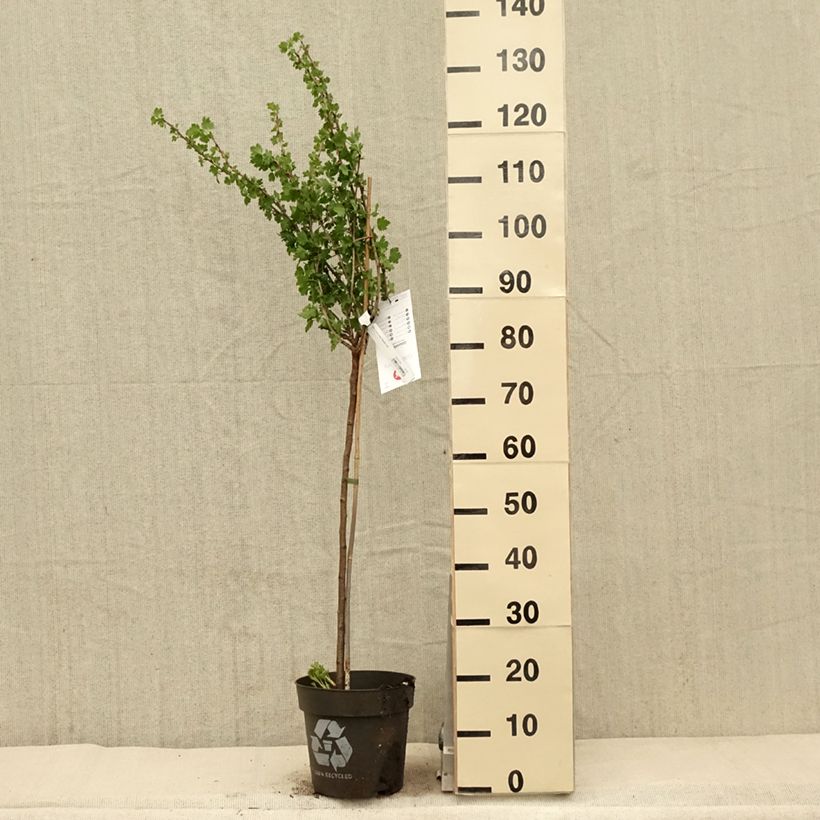 Exemplar von Stachelbeere Tatjana Topf mit 6L/7LGelieferte Höhe ca. 60/80cm wie im Frühjahr geliefert