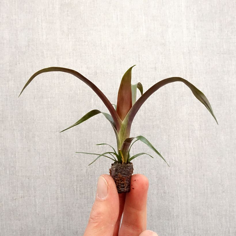 Exemplar von Guzmania Akabar - Motte 5 cm x 7 cm wie im Frühjahr geliefert