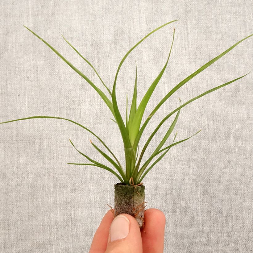 Exemplar von Guzmania Alerta - Motte 5 cm x 7 cm wie im Frühjahr geliefert