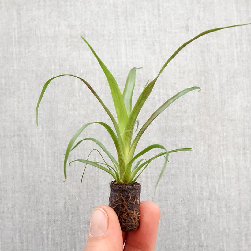 Exemplar von Guzmania Calypso - Motte 5 cm x 7 cm wie im Frühjahr geliefert