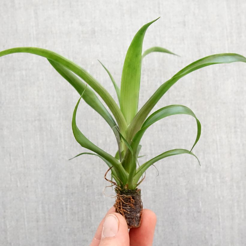 Exemplar von Guzmania Candy - Motte 5 cm x 7 cm wie im Frühjahr geliefert