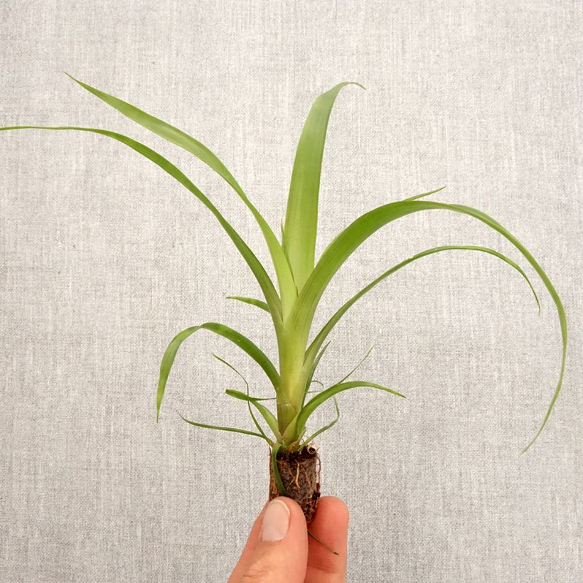 Exemplar von Guzmania Filou - Motte 5 cm x 7 cm wie im Frühjahr geliefert
