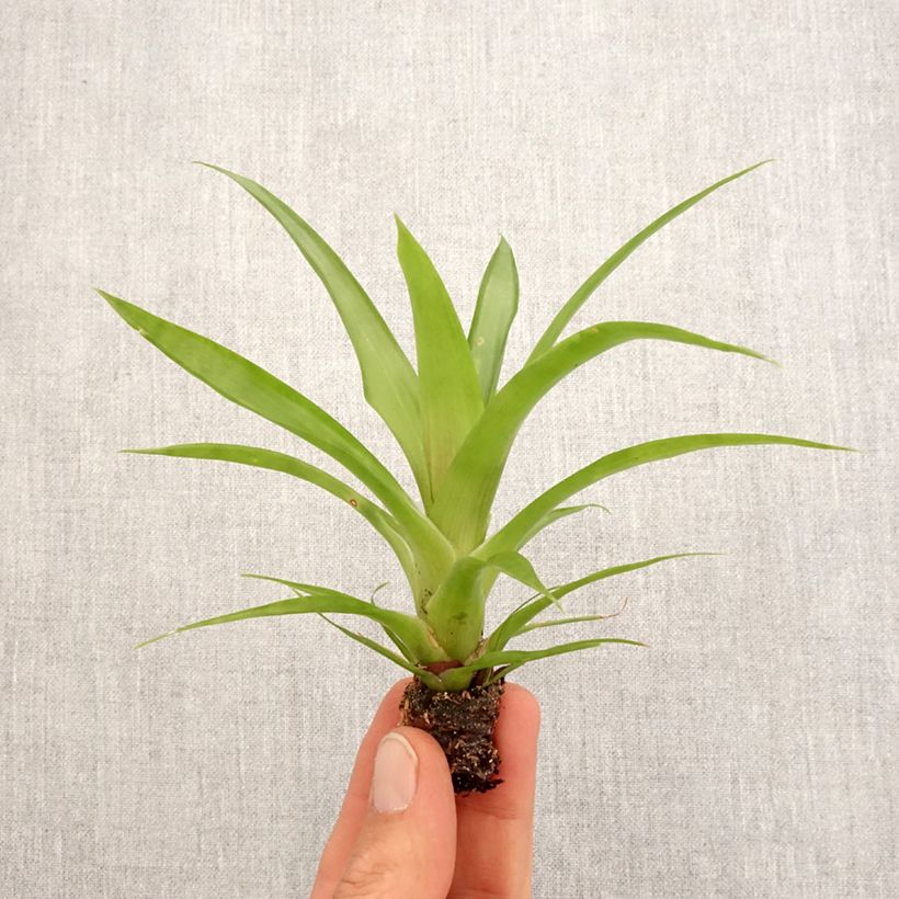 Exemplar von Guzmania Flava Mini-plante wie im Frühjahr geliefert