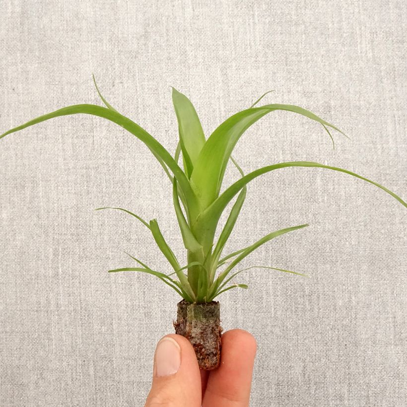 Exemplar von Guzmania Hilda - Motte 5 cm x 7 cm wie im Frühjahr geliefert
