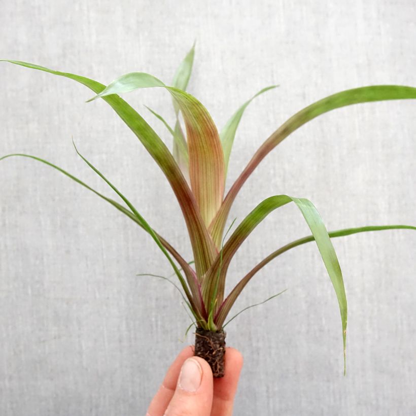 Exemplar von Guzmania Limones - Motte 5 cm x 7 cm wie im Frühjahr geliefert