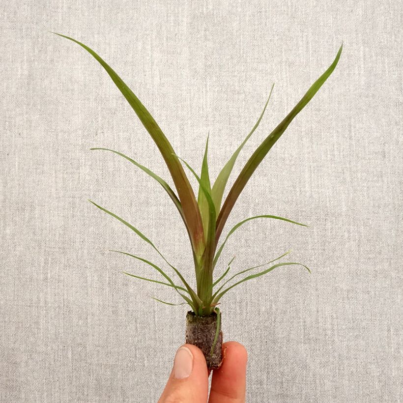 Exemplar von Guzmania Loja Mini-plante wie im Frühjahr geliefert