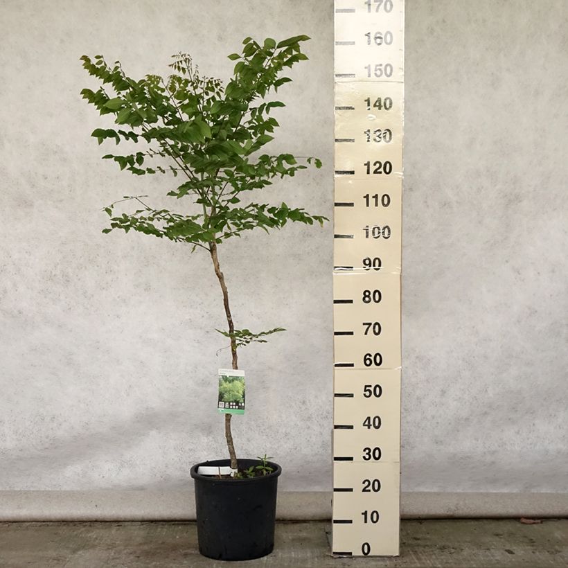 Exemplar von Gymnocladus dioica - Geweihbaum Topf mit 12L/15L wie im Sommer geliefert