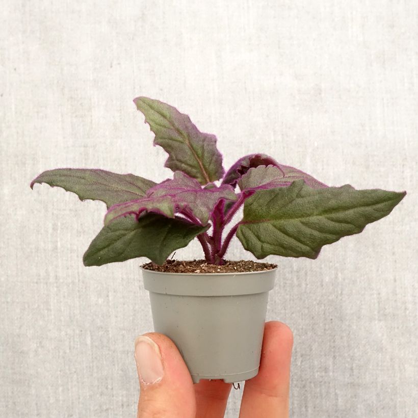 Exemplar von Gynura aurantiaca - Samtpflanze Mini-plante wie im Frühjahr geliefert