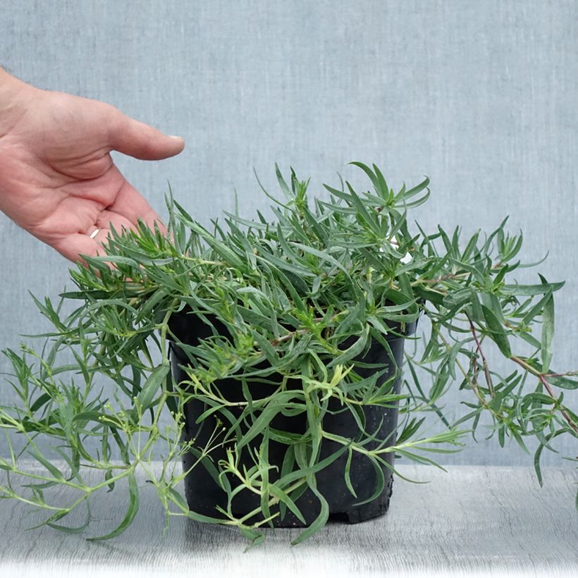 Exemplar von Rispiges Gipskraut Rosenschleier - Gypsophila paniculata Topf mit 2L/3L wie im Sommer geliefert