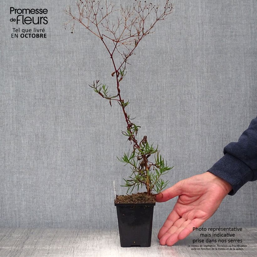 Exemplar von Rispiges Gipskraut Festival Pink - Gypsophila paniculata Kleine Töpfe von 8/9 cm wie im Herbst geliefert