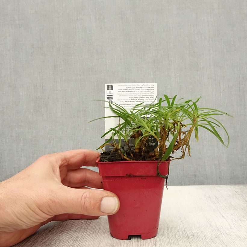 Exemplar von Rispiges Gipskraut White Festival - Gypsophila paniculata Kleine Töpfe von 8/9 cm wie im Herbst geliefert