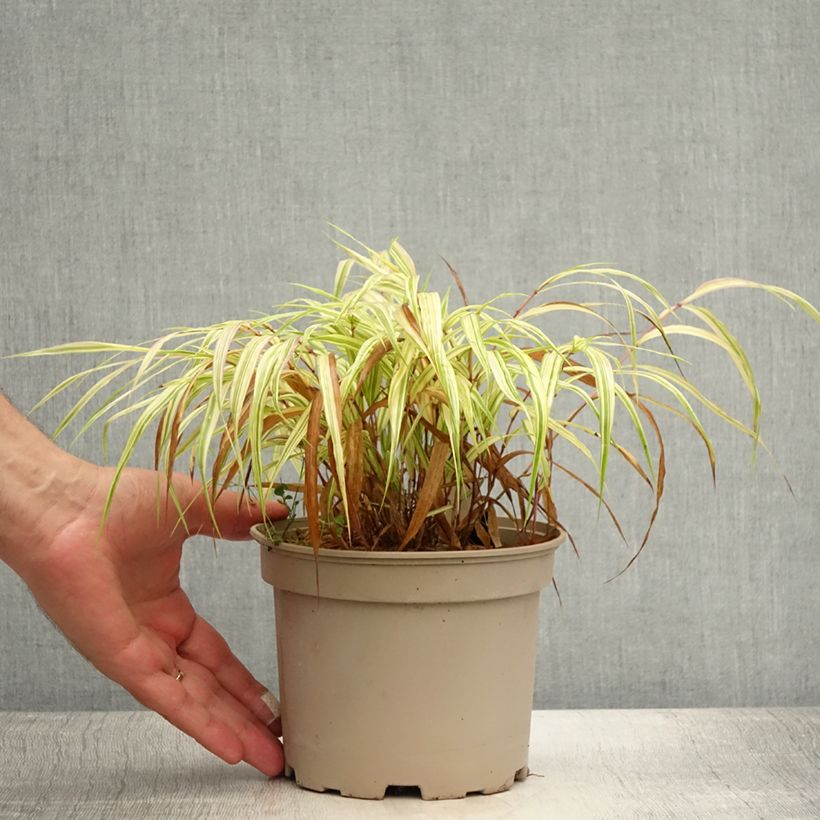 Exemplar von Hakonechloa macra Aureola - Japangras Topf mit 2L/3L wie im Sommer geliefert