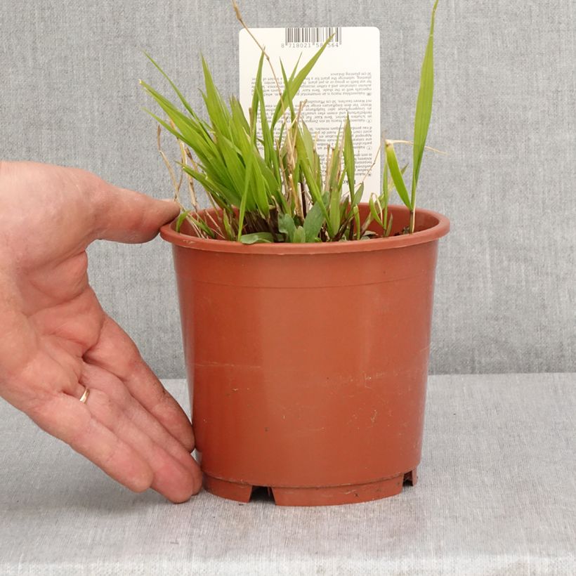 Exemplar von Hakonechloa macra Beni-Kaze - Japangras Topf mit 1L/1,5L wie im Frühjahr geliefert