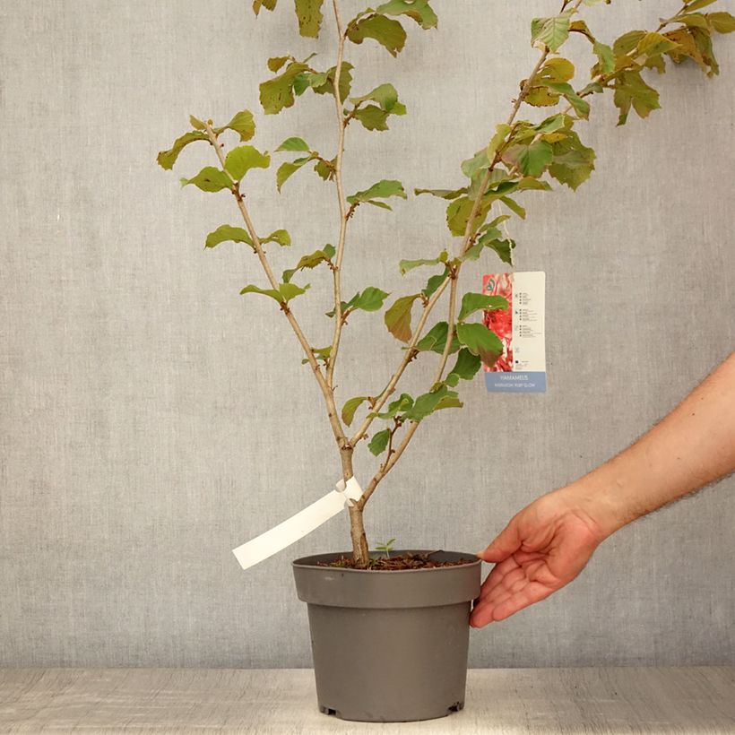 Exemplar von Zaubernuss Ruby Glow - Hamamelis intermedia Topf mit 4L/5L wie im Sommer geliefert