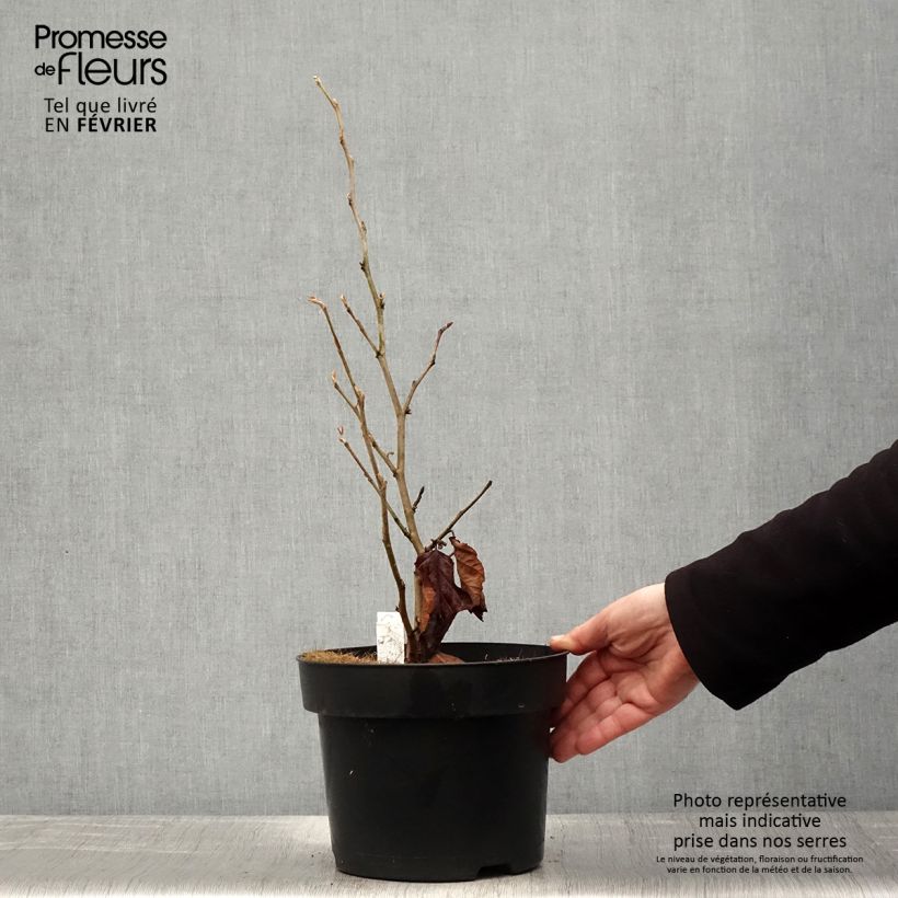 Exemplar von Frühlings-Zaubernuss Amethyst - Hamamelis vernalis Topf mit 7,5L/10L wie im Winter geliefert