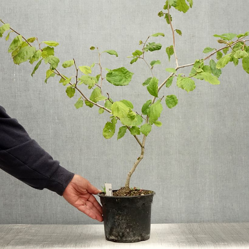 Exemplar von Virginische Zaubernuss - Hamamelis virginiana Topf mit 3L/4L wie im Sommer geliefert