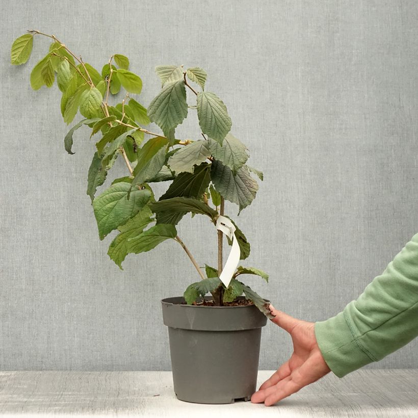 Exemplar von Zaubernuss Aphrodite - Hamamelis intermedia Topf mit 3L/4L wie im Sommer geliefert