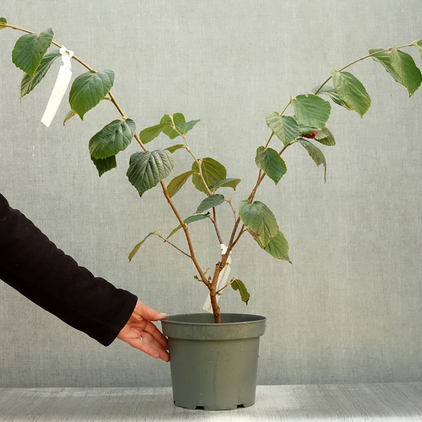 Exemplar von Zaubernuss Barmstedt Gold - Hamamelis intermedia Topf mit 3L/4L wie im Herbst geliefert