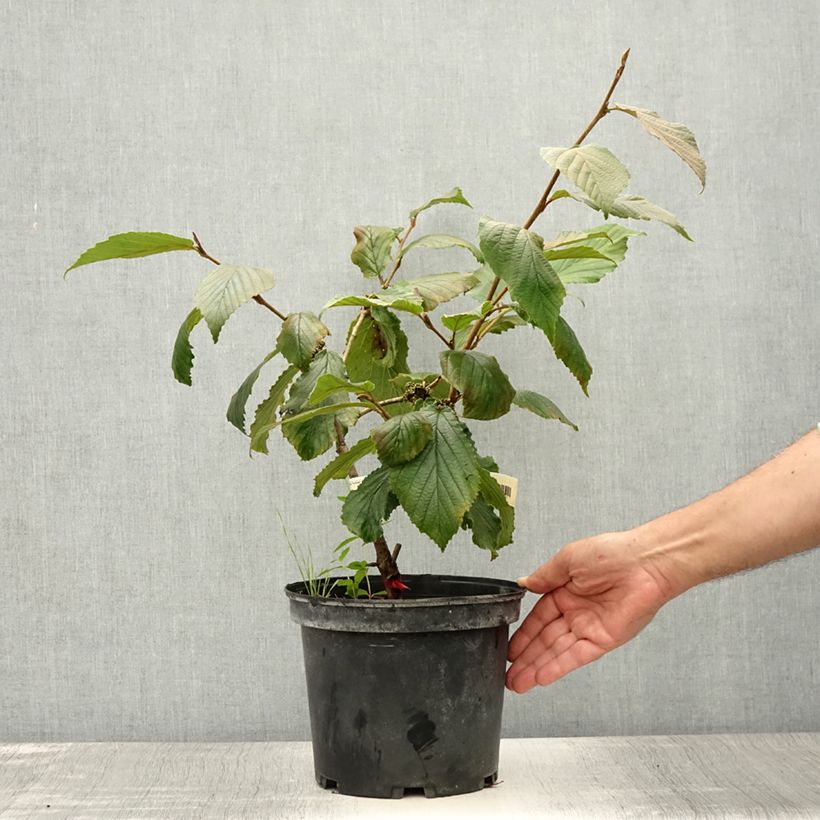 Exemplar von Zaubernuss Feuerzauber - Hamamelis intermedia Topf mit 4L/5L wie im Sommer geliefert