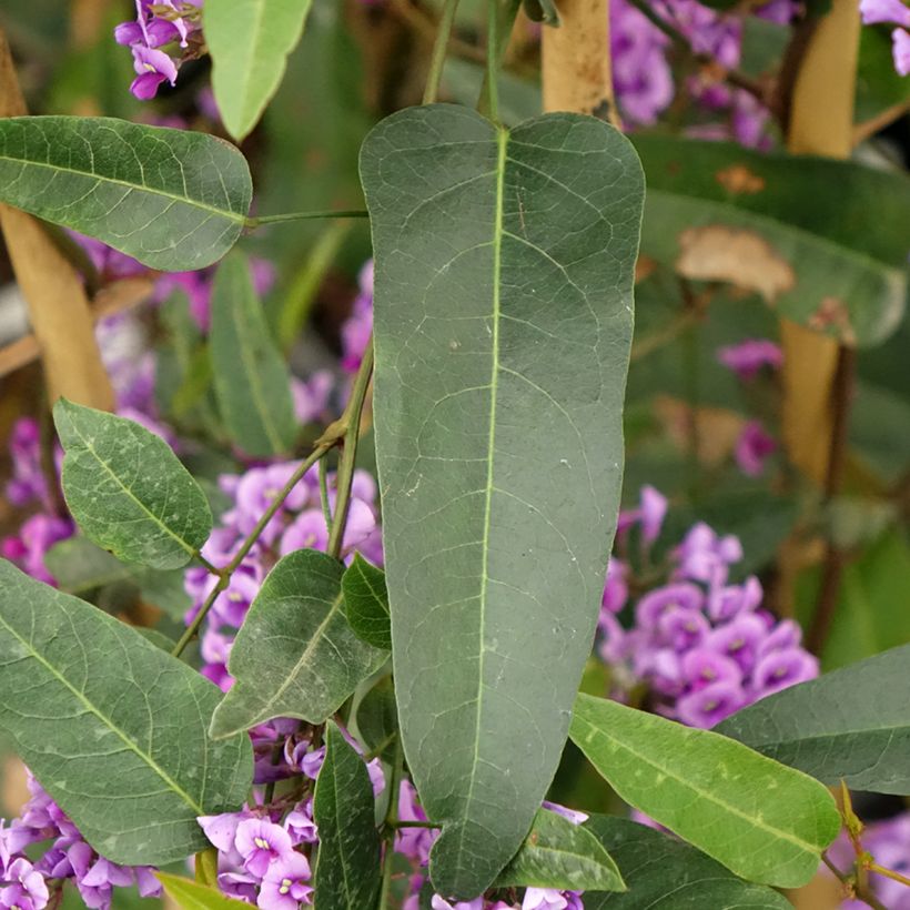 Hardenbergia violacea - Purpurerbse (Laub)
