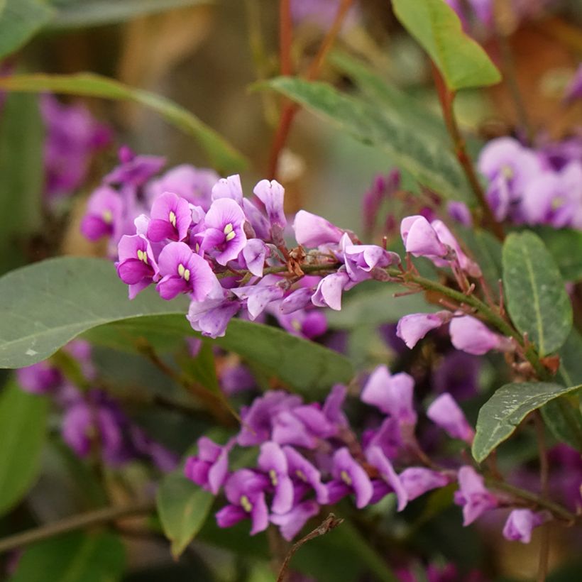 Hardenbergia violacea - Purpurerbse (Blüte)