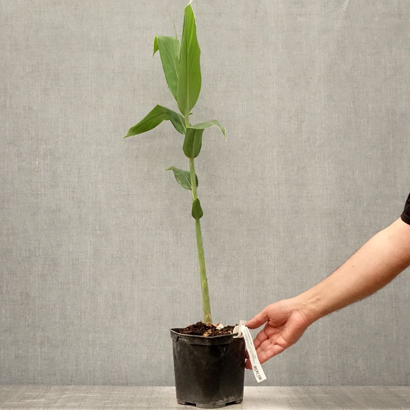 Exemplar von Hedychium forrestii - Schmetterlingsingwer Topf mit 3L/4L wie im Sommer geliefert