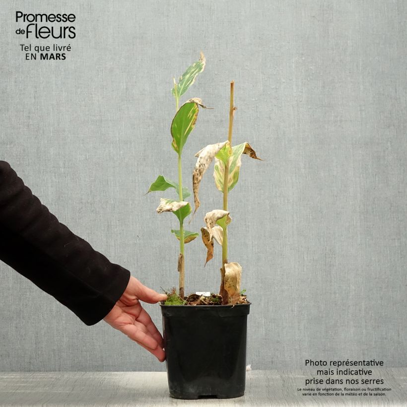 Exemplar von Schmetterlingsingwer - Hedychium gardnerianum Topf mit 3L/4L wie im Frühjahr geliefert