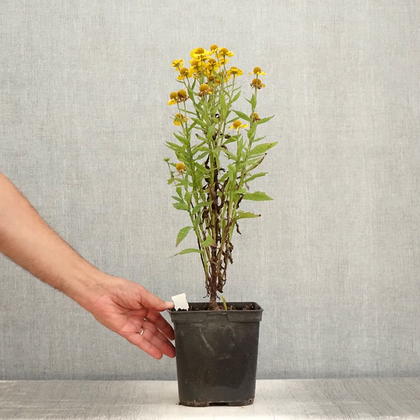 Exemplar von Sonnenbraut Double Trouble - Helenium Topf mit 2L/3L wie im Sommer geliefert