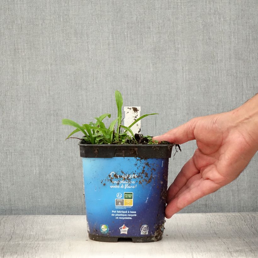 Exemplar von Sonnenbraut Ruby Tuesday - Helenium Topf mit 2L/3L wie im Sommer geliefert