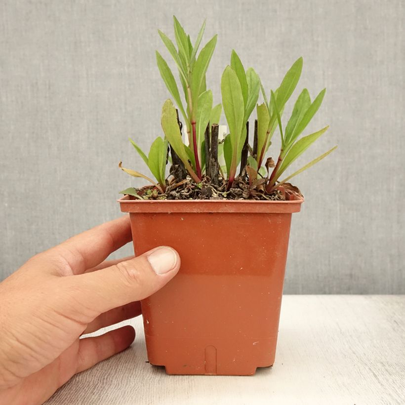 Exemplar von Sonnenbraut Sahin's Early Flowerer - Helenium Topf mit 1,5L/2L wie im Sommer geliefert