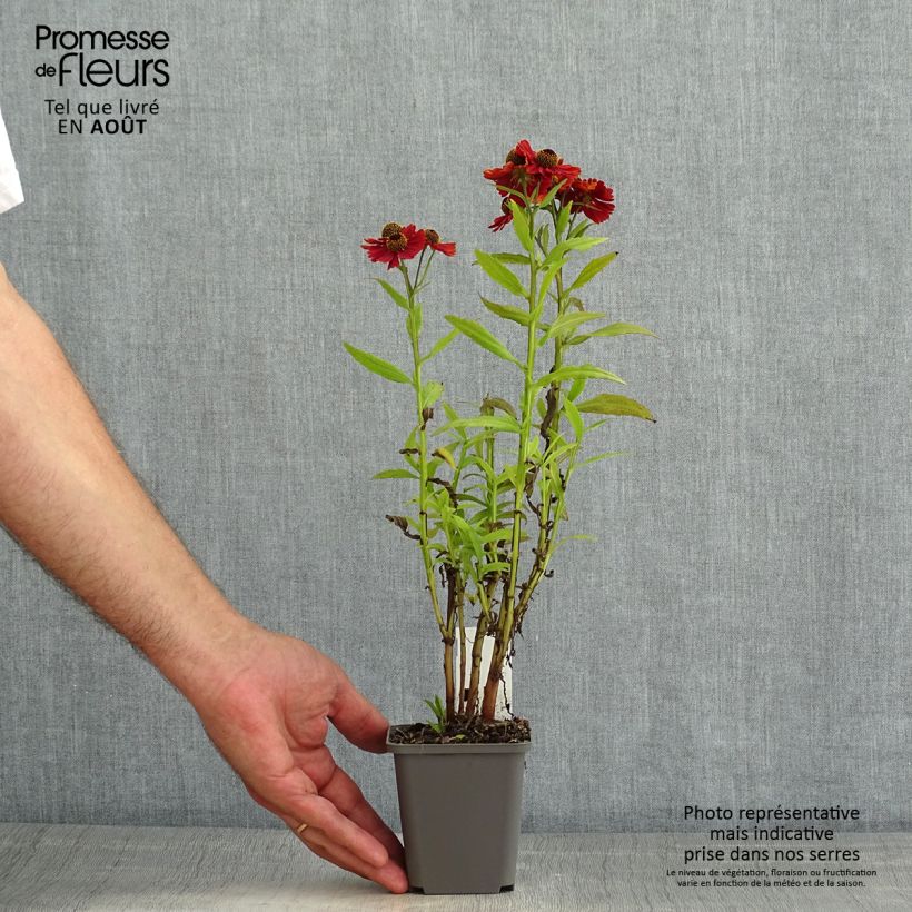 Exemplar von Sonnenbraut Strawberry Sundae - Helenium Kleine Töpfe von 8/9 cm wie im Sommer geliefert