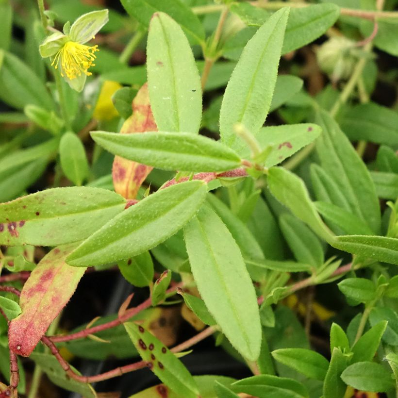 Helianthemum nummularium - Gelbe Sonnenröschen (Laub)