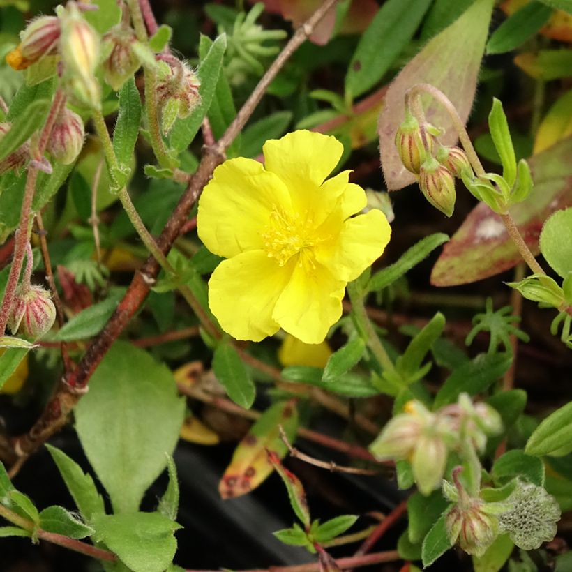 Helianthemum nummularium - Gelbe Sonnenröschen (Blüte)