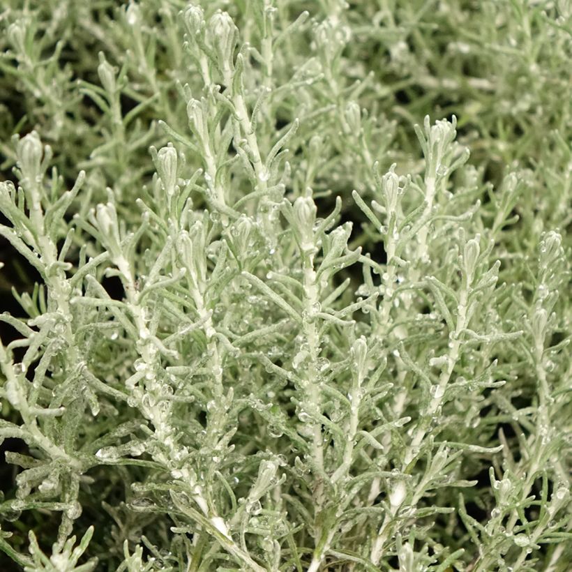 Strohblume Aladin - Helichrysum italicum subsp. microphyllum (Laub)
