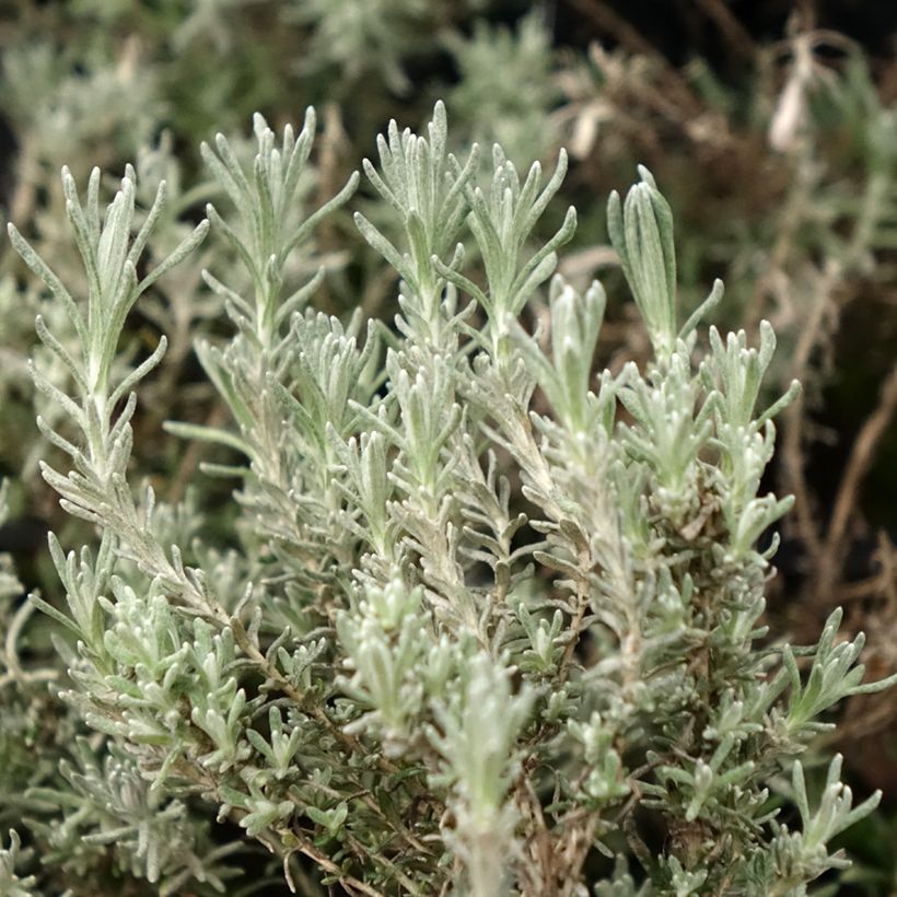 Strohblume Aladin - Helichrysum italicum subsp. microphyllum (Laub)