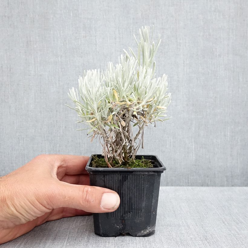 Exemplar von Strohblume Weisses Wunder - Helichrysum italicum Kleine Töpfe von 8/9 cm wie im Frühjahr geliefert