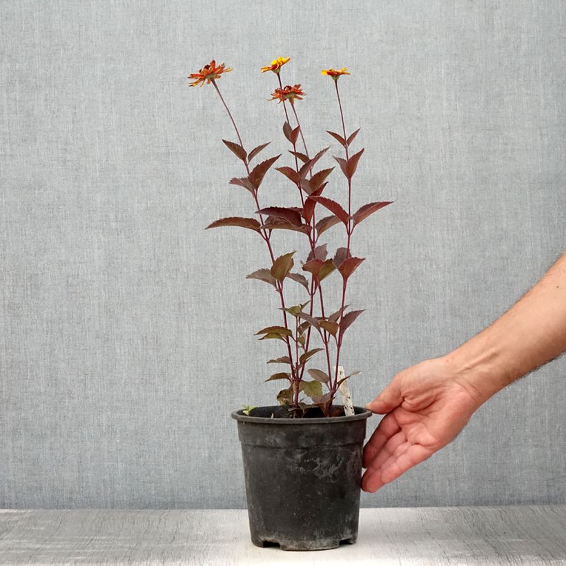 Exemplar von Heliopsis helianthoides Sparkling Contrast - Sonnenauge Topf mit 2L/3L wie im Sommer geliefert