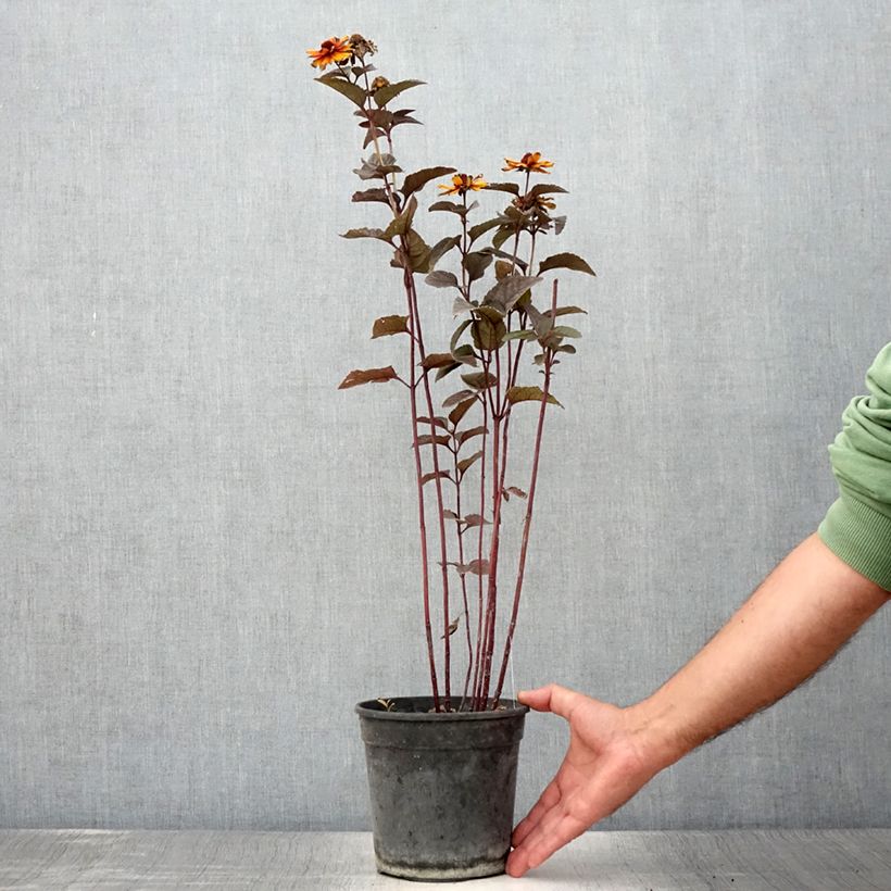 Exemplar von Heliopsis helianthoïdes var. scabra Fire Twister - Sonnenauge Topf mit 2L/3L wie im Sommer geliefert