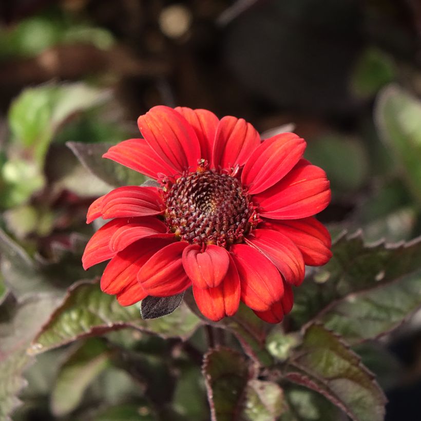 Heliopsis helianthoides Luna Roja - Sonnenauge (Blüte)