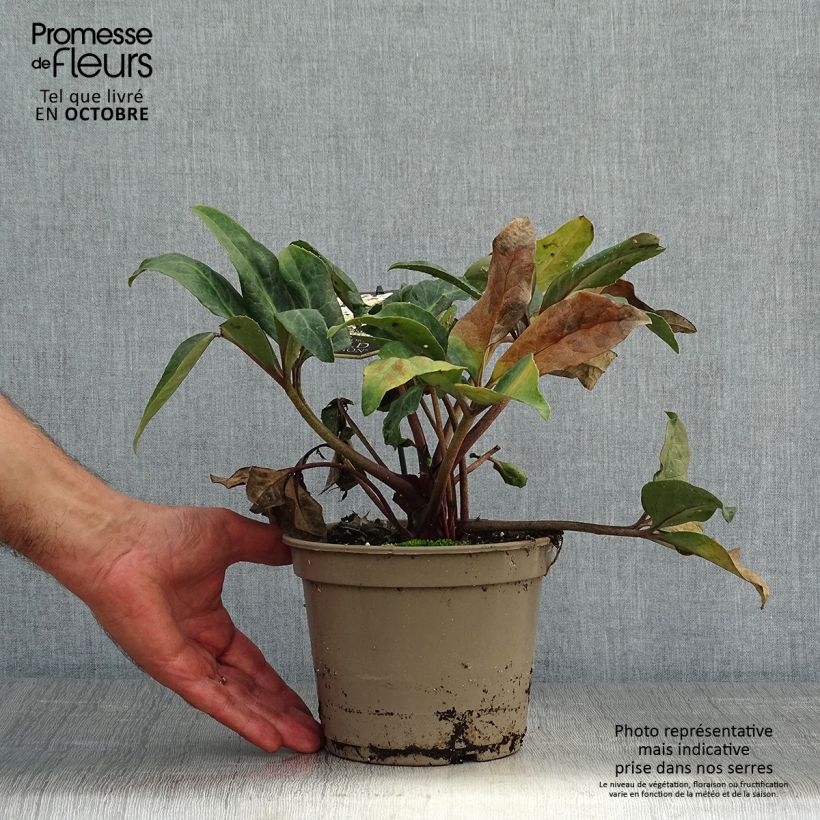 Exemplar von Helleborus ballardiae Maestro - Nieswurz Topf mit 2L/3L wie im Herbst geliefert